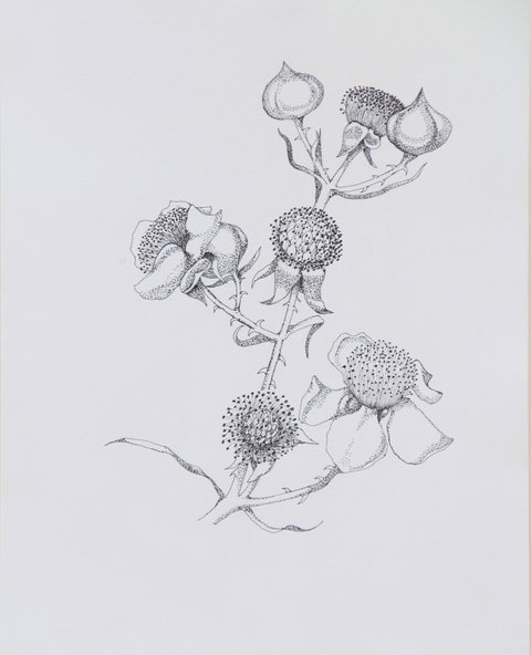 Blooms, Buds, and Berries