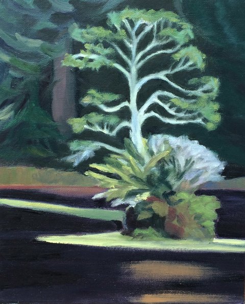 Island Alder