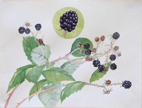 Himalayan Blackberry&mdash;Rubus armeniacus